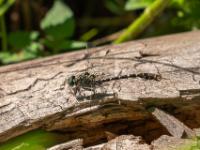 Kleine Zangenlibelle Männchen